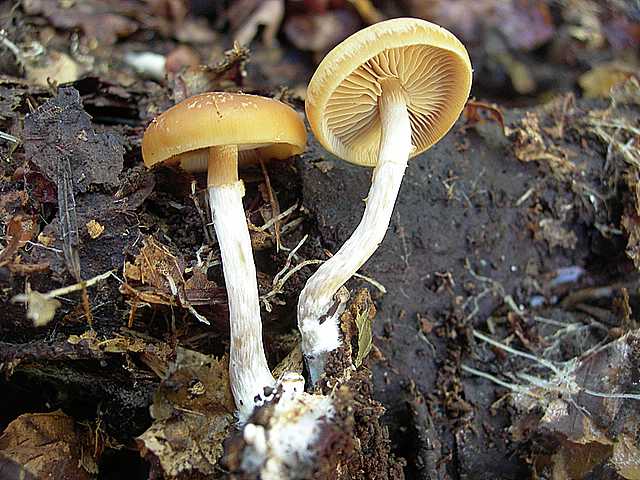 Galerina stylifera   (G.F. Atk.) A.H. Sm. & Singer